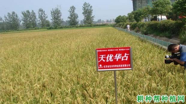 水稻华占系列(今年华占稻谷是什么价钱)