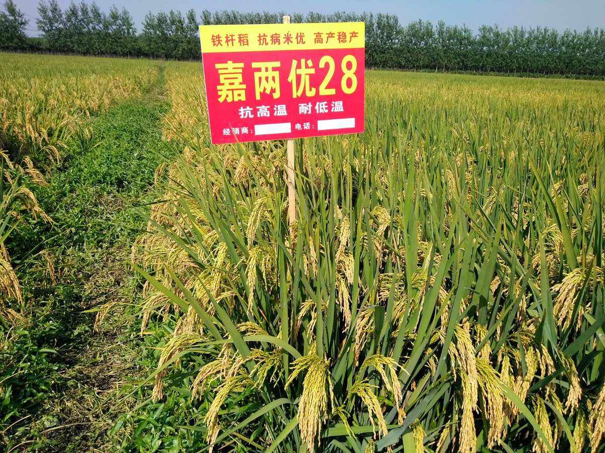 云南宜良水稻品种(云南宜良水稻品种介绍)