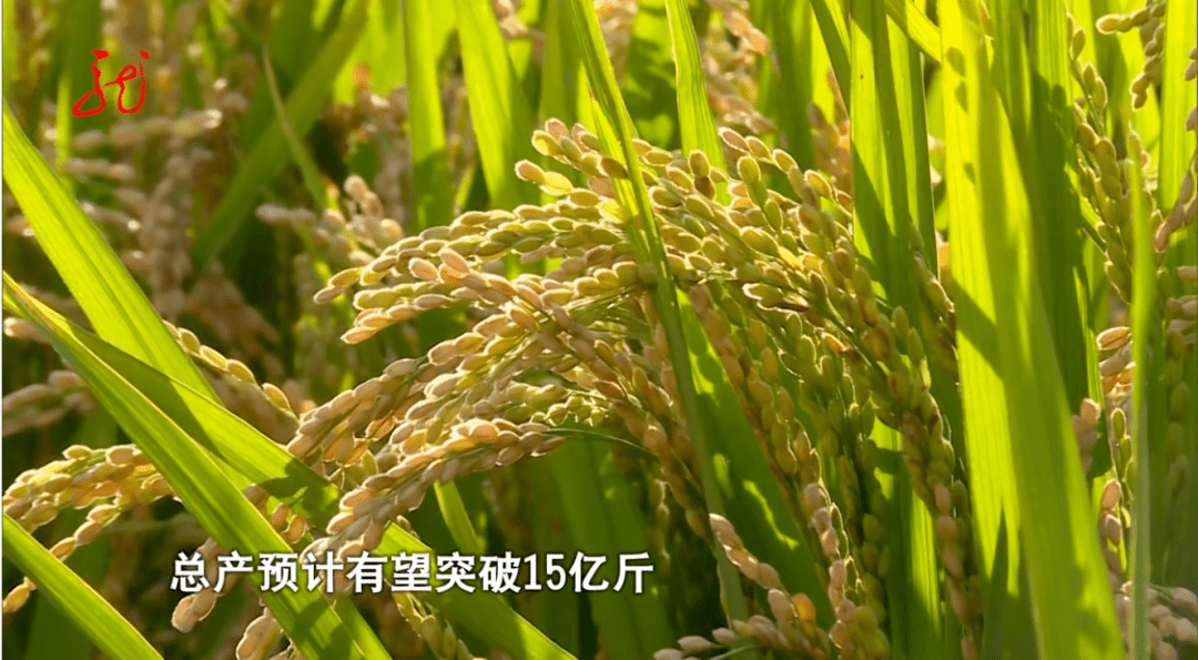 直播间海水稻(水直播水稻产量高吗)