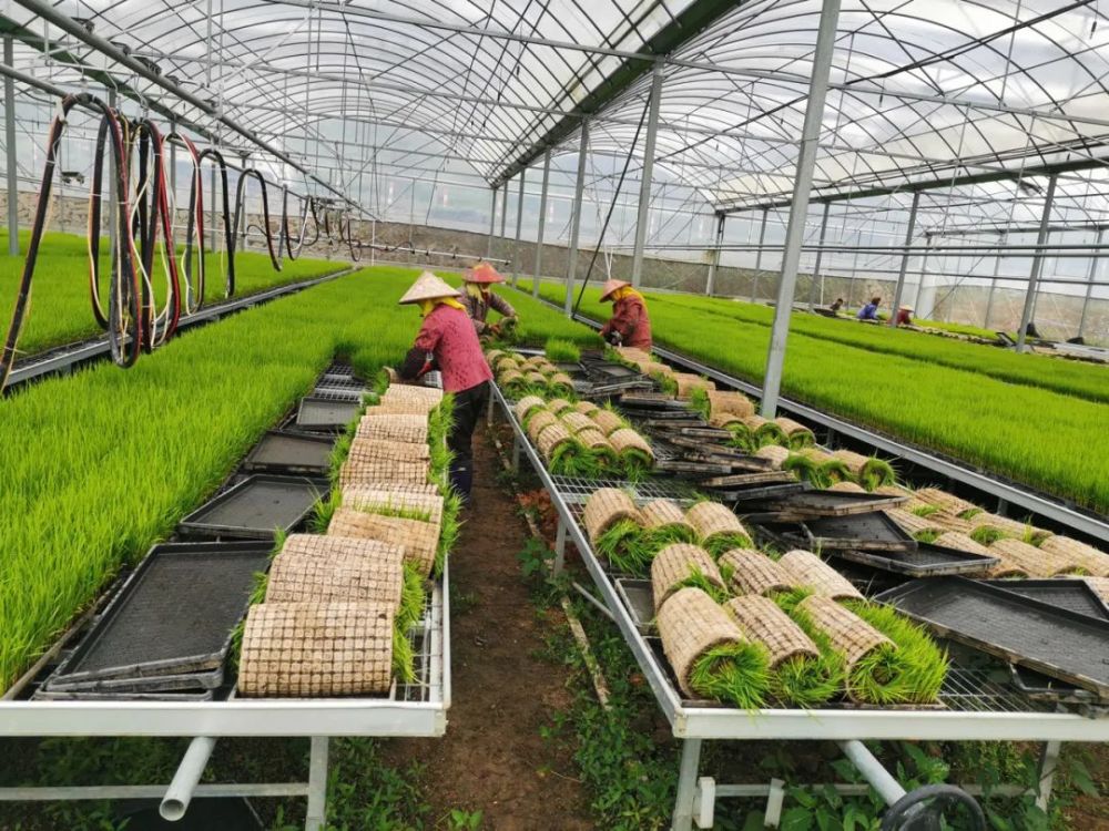 地方国有粮食企业怎样生存(国有粮食企业发展和执行国家有关政策情况)
