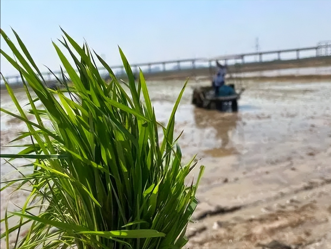 惠海水稻手工(惠海水稻手工厂在哪里)