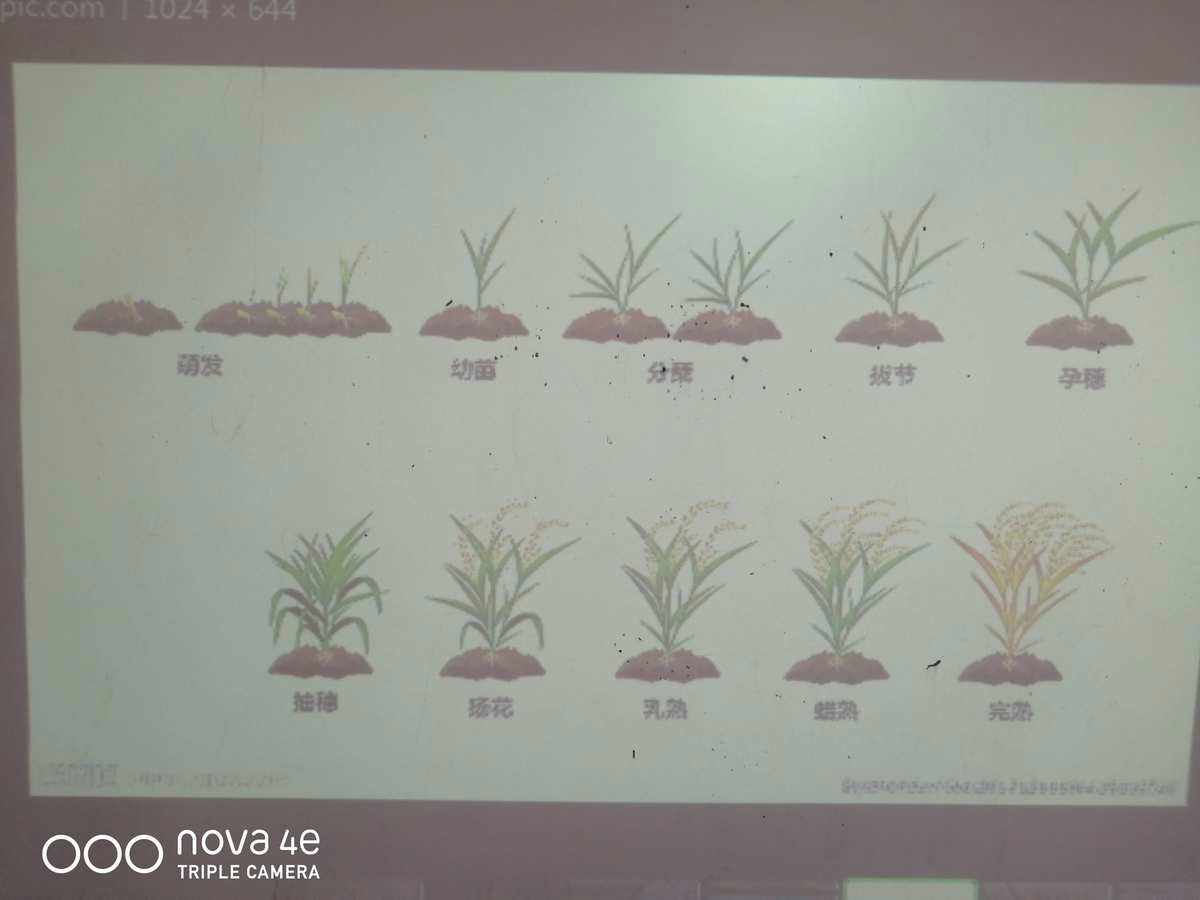 水稻养成(水稻养成记插秧500字作文)