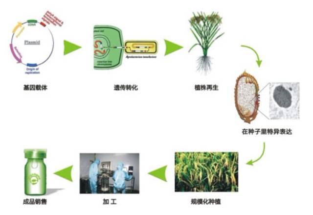 水稻养成(水稻养成记插秧500字作文)