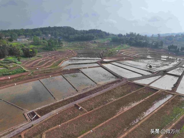 平南水稻产量排名(平南水稻产量排名表)