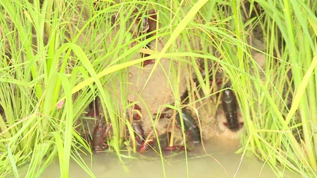 虾池子水稻(稻田养虾的水稻怎么种植)