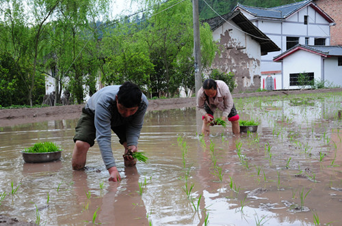 水稻移栽秧苗种植忙(水稻移栽秧苗种植忙法)