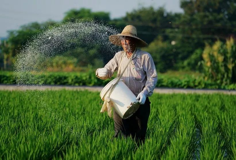 水稻喷一喷(水稻喷药后多久可以排水)