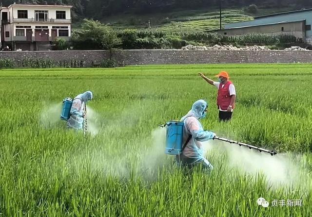 水稻喷一喷(水稻喷药后多久可以排水)