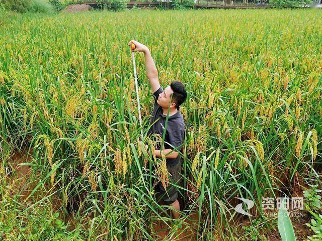 水稻哪里盛产(水稻主要产地在哪里)