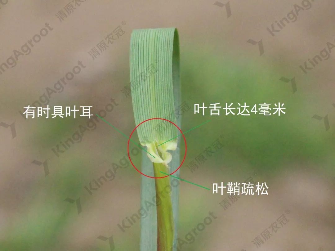 小麦水稻叶片结构(水稻或小麦叶的外形可分为)