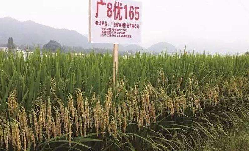 水稻品种9185(水稻品种排名前十的品种有哪些)