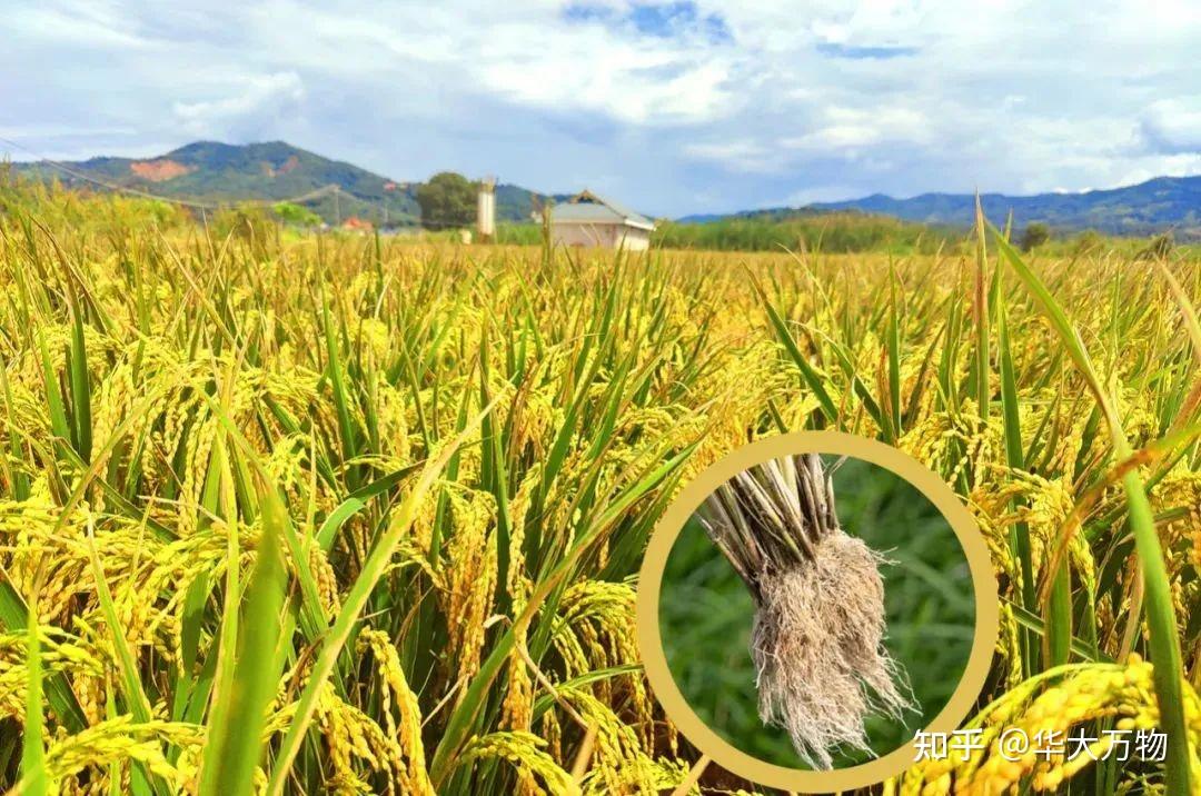 引进了什么水稻(引进了什么水稻品种)