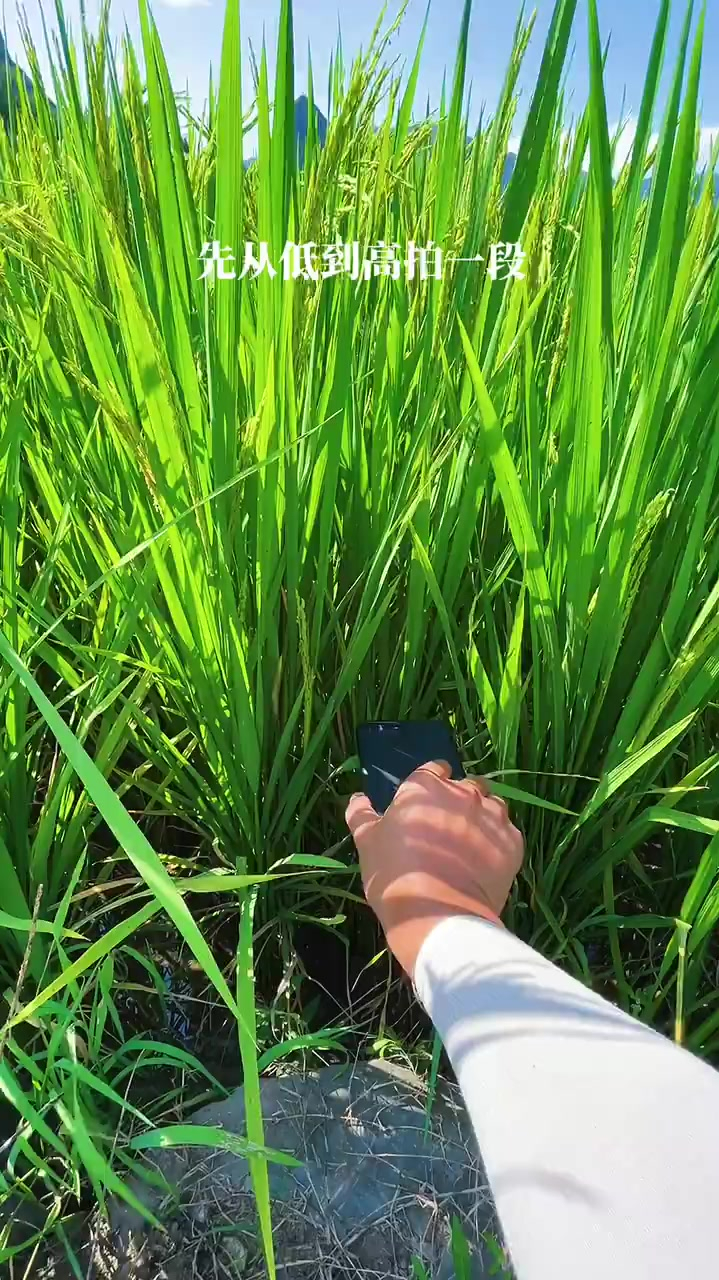 拍水稻教学视频(拍水稻教学视频完整版)