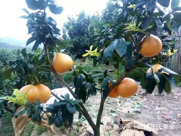 柚树施用多少复合肥(柚子树施肥离多少距离)