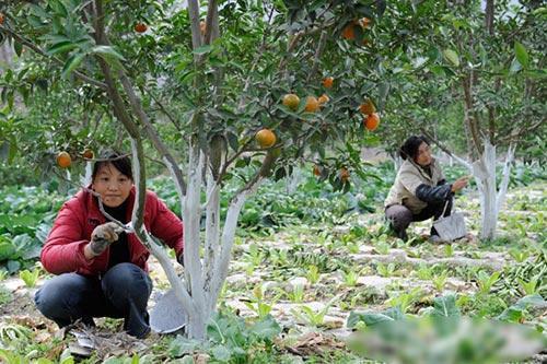 柚树施用多少复合肥(柚子树施肥离多少距离)