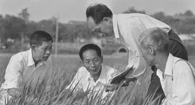 袁隆平水稻画像(袁隆平水稻画像介绍)