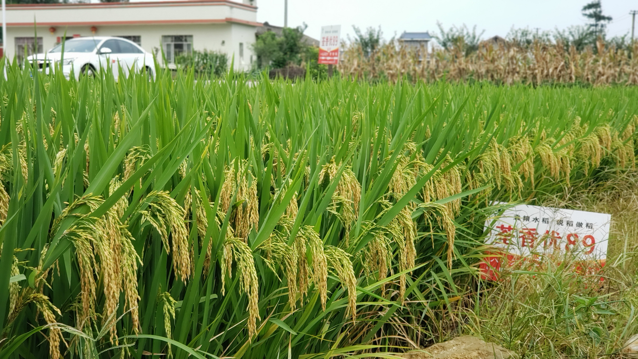 水稻杂优(水稻杂优制种一般结实率是多少)