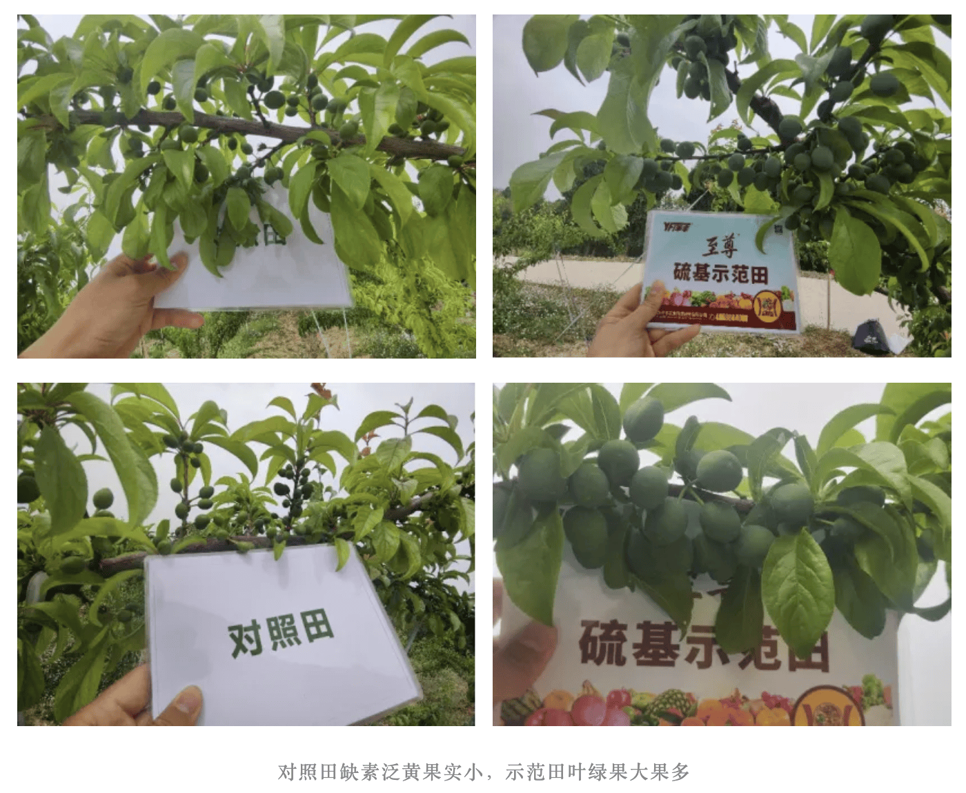 洋丰腐植酸复合肥价格(洋丰腐植酸复合肥181818怎么样)