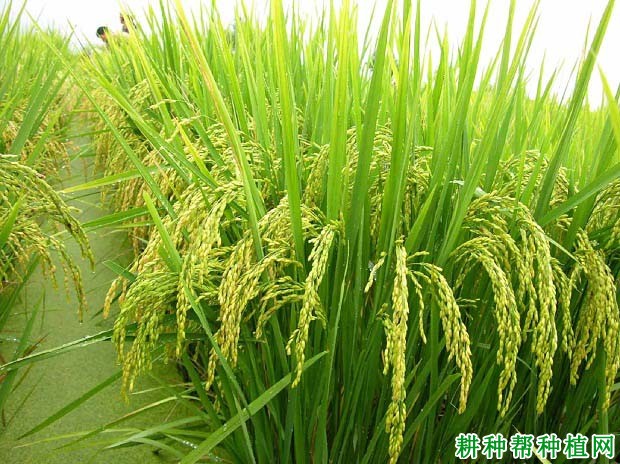 单株水稻品种介绍(单株水稻品种介绍视频)