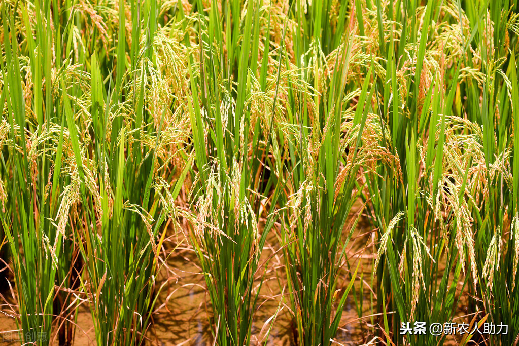 南方水稻生意搞笑视频全集(南方水稻种植技术和管理视频)