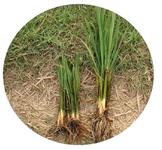 水稻矮金刚(铁杆金刚稻种)